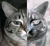 [Photo] Katze